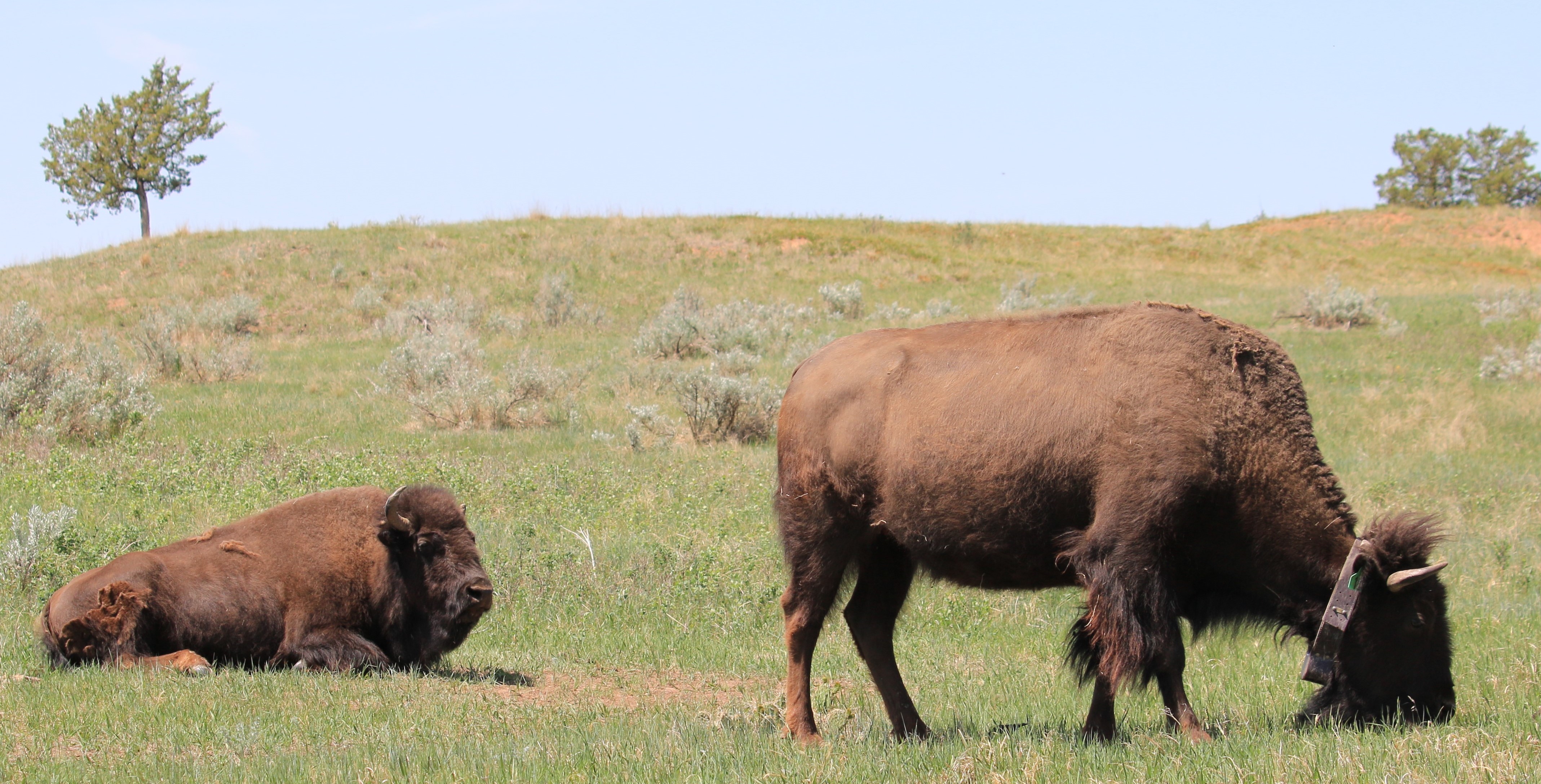 Theodore Roosevelt NP